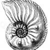 Ammonites (Amaltheus) margaritatus