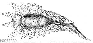 Proctonotus mucroniferus