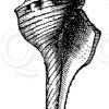 Spindelschnecke