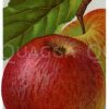 Apfel