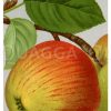 Apfel