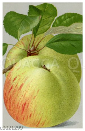 Apfel