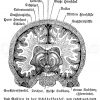 Das Gehirn in der Schädelkapsel