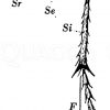 Maikäfer: Bein