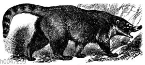 Nasenbär oder Coati (Nasua socialis).