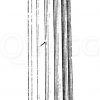 Sog. proto-dorische Säule von Benihassan