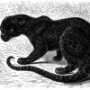 Schwarzer Panther