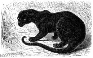 Schwarzer Panther