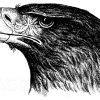 Seeadler: Kopf