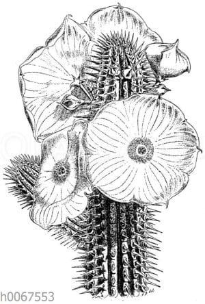 Hoodia gordonii