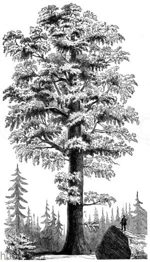 Riesenmammutbaum