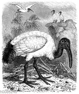 Heiliger Ibis