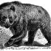 Braunbär