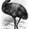 Großer Emu