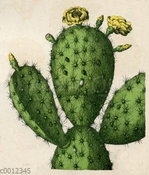 Nopal-Kaktus