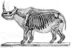 Wollnashorn